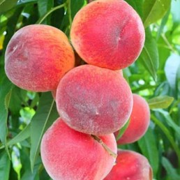 persikas izide